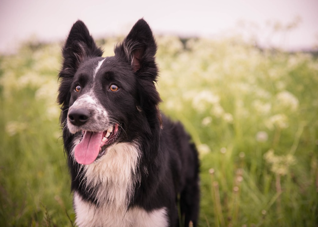 #16. Collie (tie)